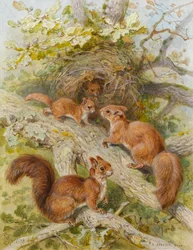 Red Squirrels